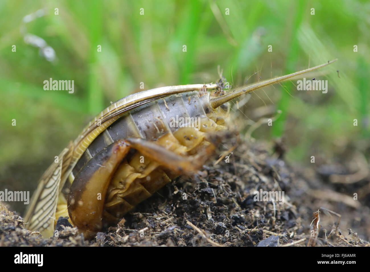 European mole cricket, Courtilière Gryllotalpa gryllotalpa (), s'enfouissant dans le sol, l'abdomen, en Allemagne, en Bavière, Oberbayern, Haute-Bavière Banque D'Images