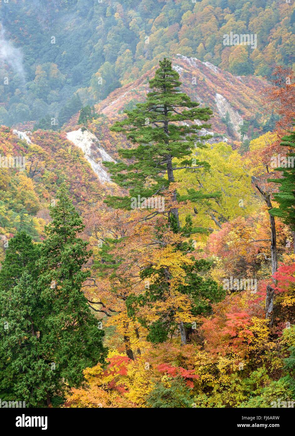 Pin blanc du Japon (Pinus parviflora), dans une collection automne forêt, Japon, Honshu, le Parc National Hakusan Banque D'Images