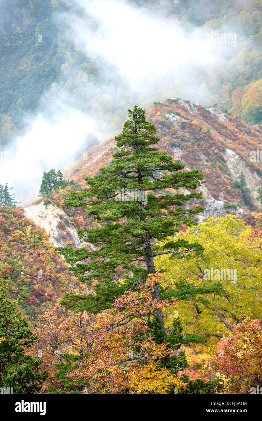 Pin blanc du Japon (Pinus parviflora), dans une collection automne forêt, Japon, Honshu, le Parc National Hakusan Banque D'Images
