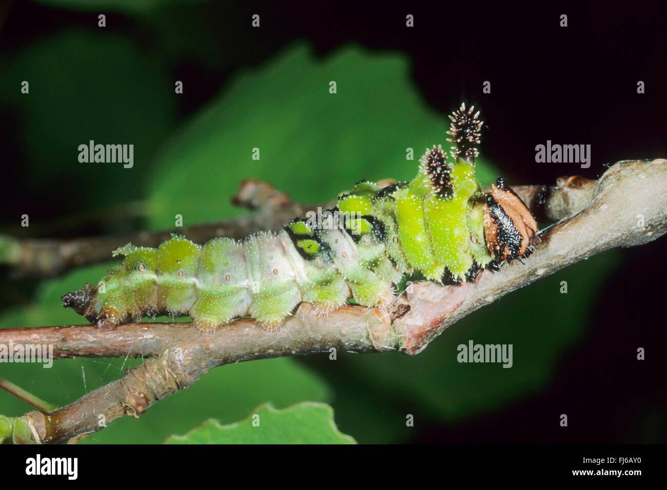 L'amiral (Limenitis populi peuplier), Caterpillar sur une brindille, Allemagne Banque D'Images