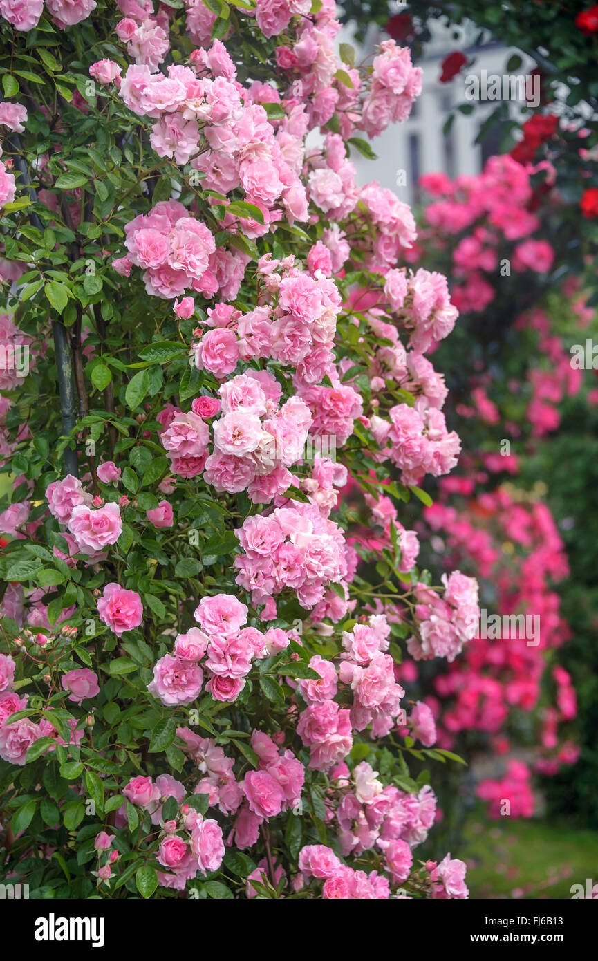 Plantes ornementales rose (Rosa 'Tausendschoen Tausendschoen', Rosa), la floraison, le cultivar Tausendschoen, Allemagne, Bade-Wurtemberg Banque D'Images