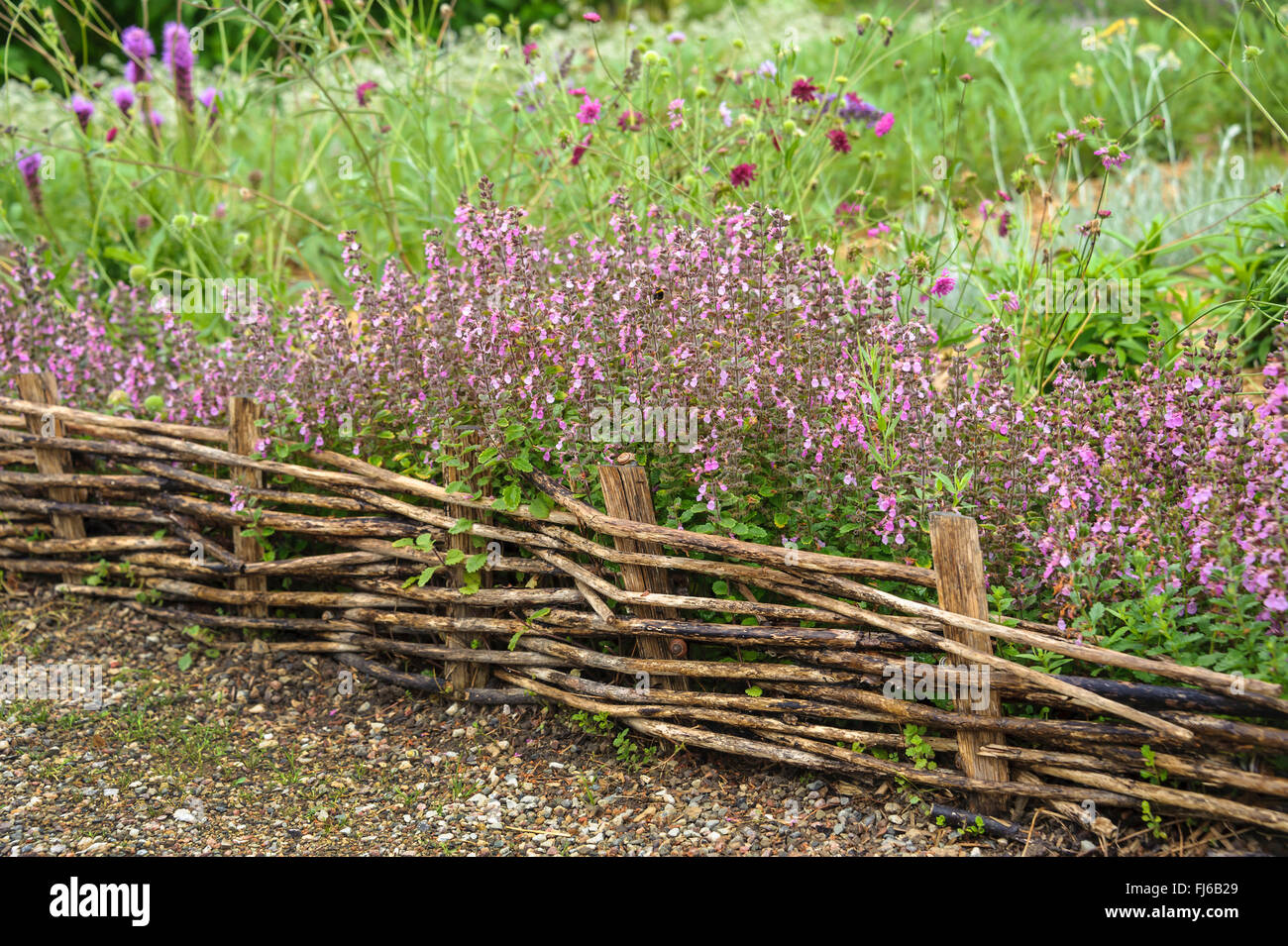 Evergreen (Teucrium x lucidrys Gamander, Teucrium lucidrys), la floraison, l'Allemagne, Mecklembourg-Poméranie-Occidentale Banque D'Images