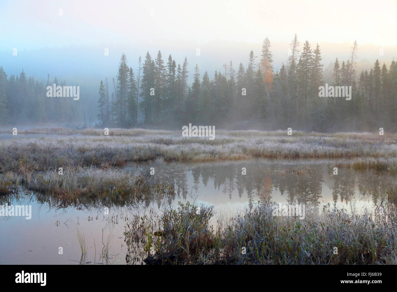 Matin d'automne dans l'humeur landes avec givre et brouillard, le Canada, l'Ontario, le parc provincial Algonquin Banque D'Images