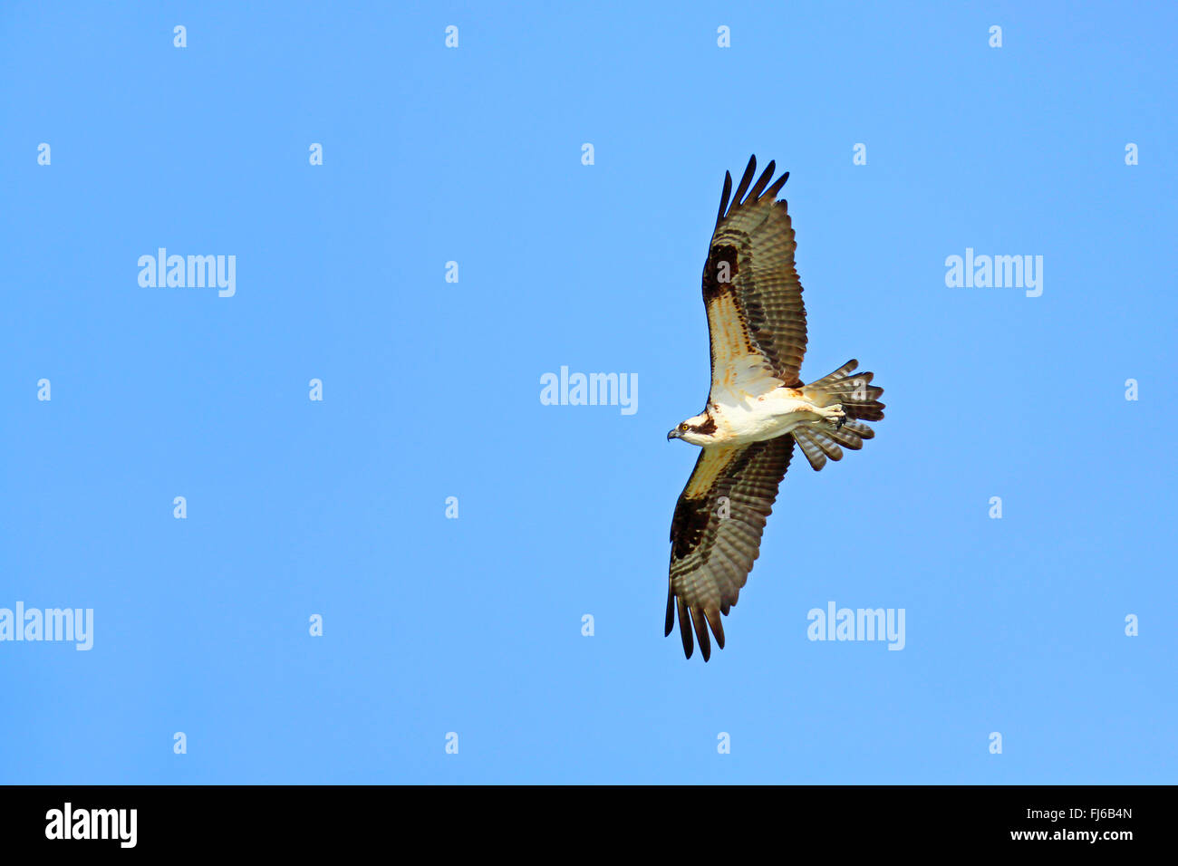 Osprey, le poisson hawk (Pandion haliaetus), battant homme, USA, Floride Banque D'Images