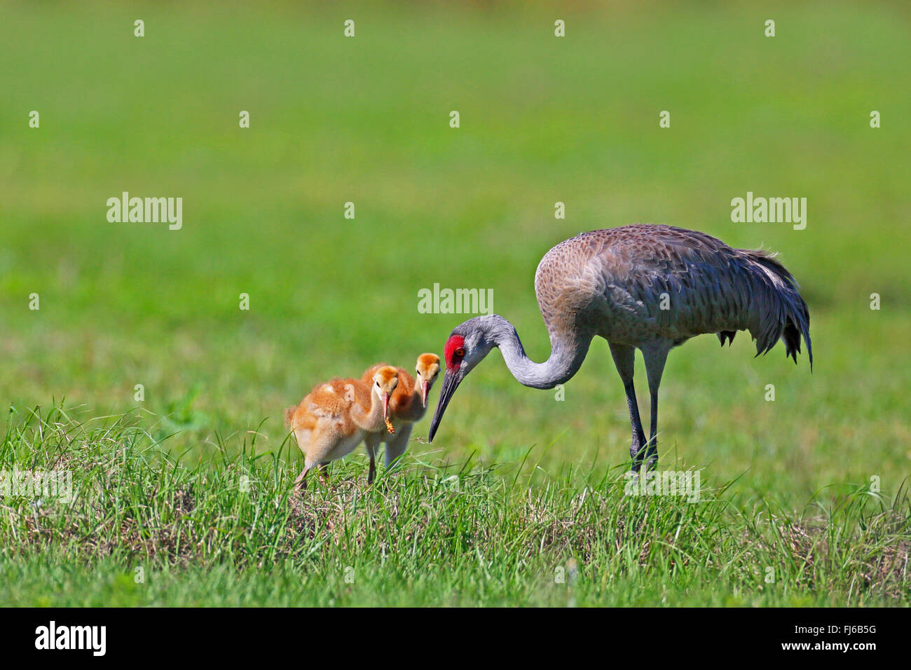Grue du Canada (Grus canadensis), des profils rss poussins, USA, Floride, Kissimmee Banque D'Images