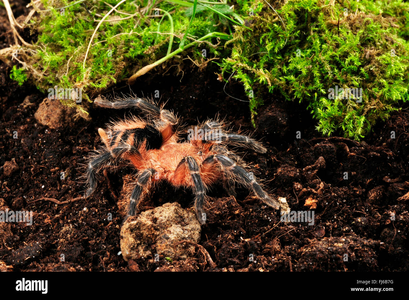 Naine bolivienne (Cyriocosmus perezmilesi) Beauté, en terrarium, Bolivie Banque D'Images