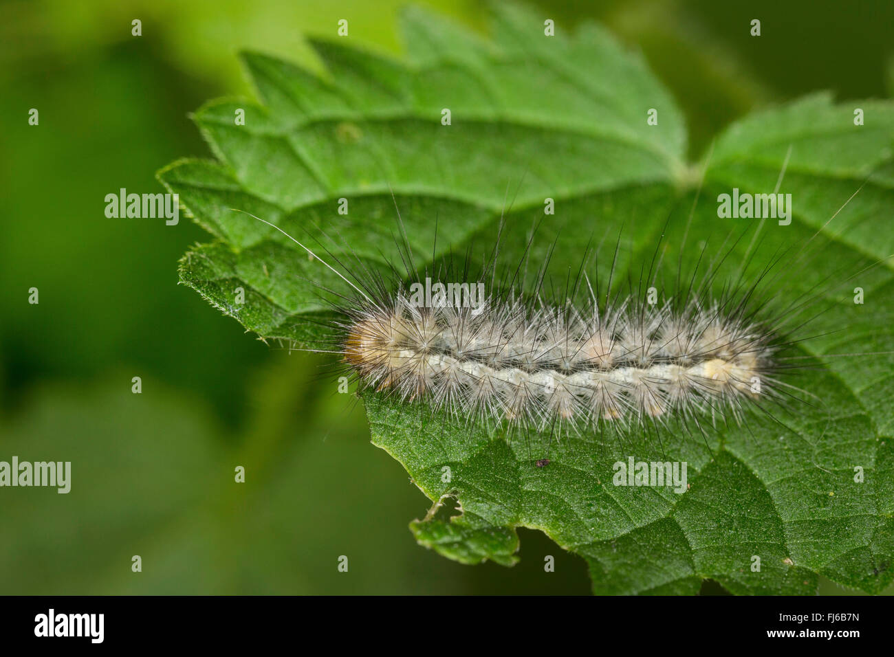 Buff hyponomeute du pommier (Spilosoma lutea, Spilosoma luteum, Spilarctia lutisane), jeune chenille qui se nourrit d'une feuille d'ortie, Allemagne Banque D'Images