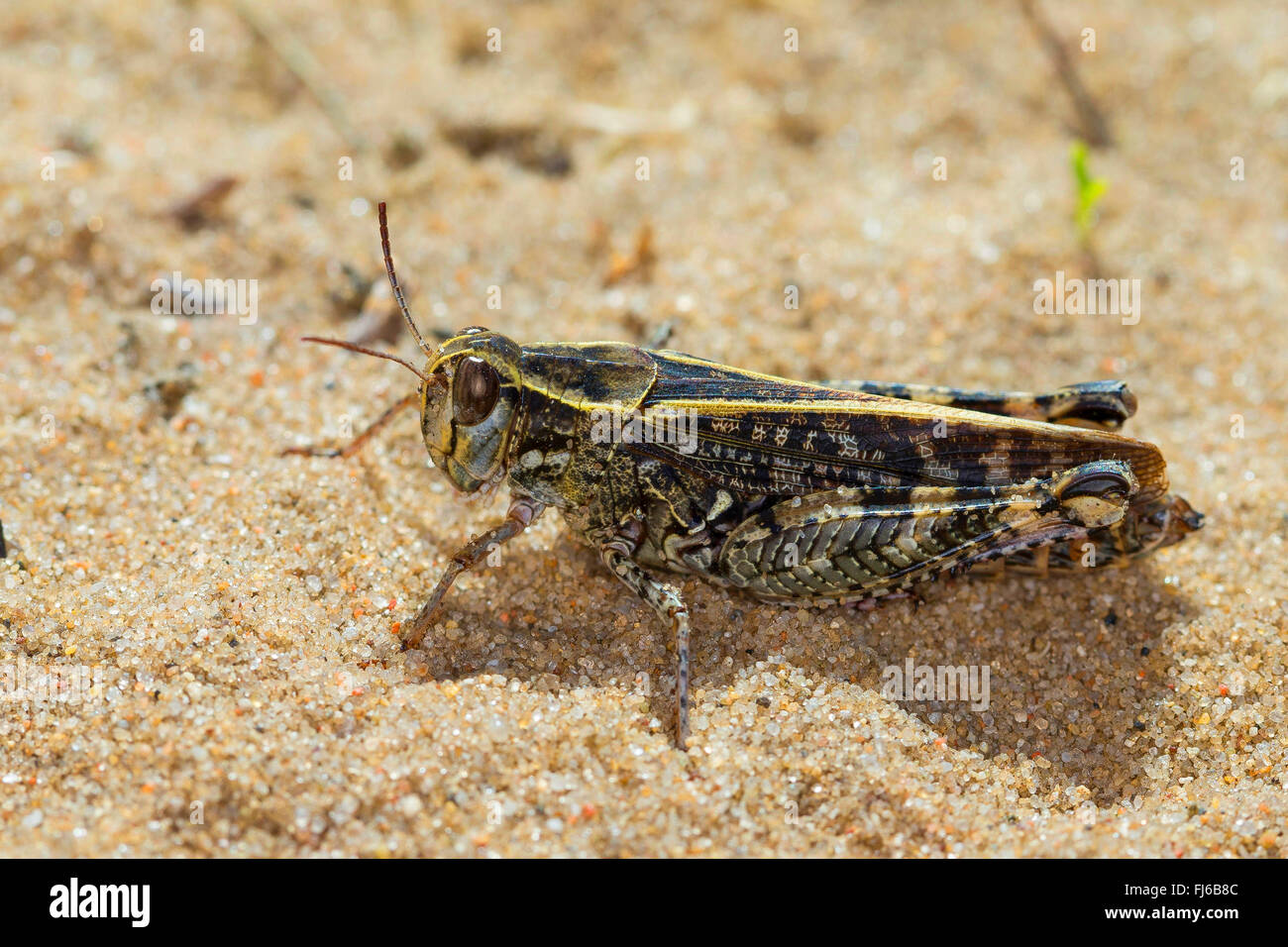 Criquet italien (Calliptamus italicus, Calliptenus cerisanus), assis sur le sable Banque D'Images