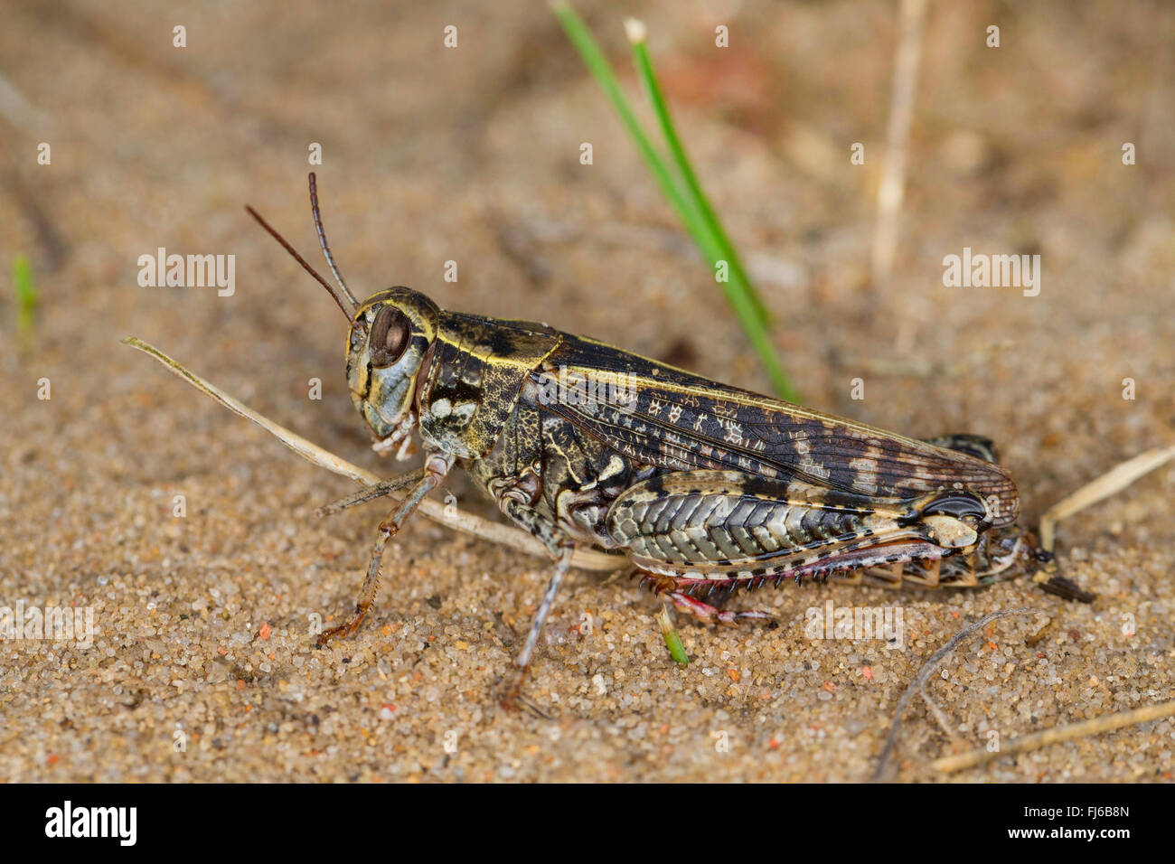 Criquet italien (Calliptamus italicus, Calliptenus cerisanus), assis sur le sable Banque D'Images