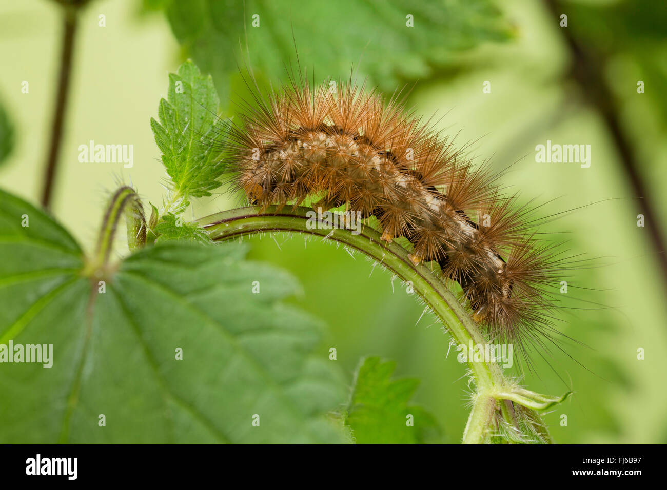 Buff hyponomeute du pommier (Spilosoma lutea, Spilosoma luteum, Spilarctia lutisane), jeune chenille qui se nourrit d'une feuille d'ortie, Allemagne Banque D'Images