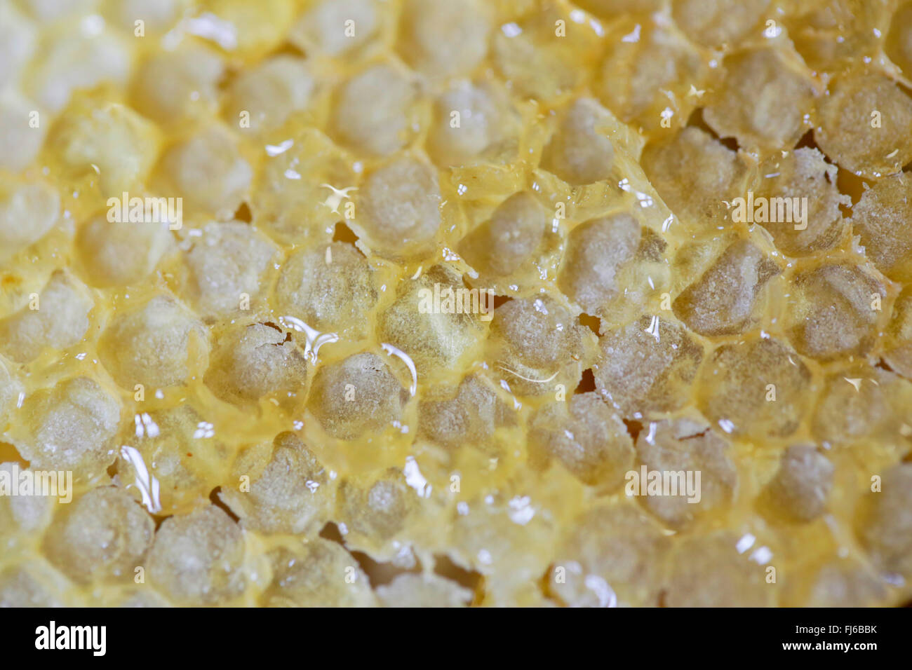 Abeille, ruche abeille (Apis mellifera mellifera), alvéoles fermées par la cire, Allemagne, Bavière, Niederbayern, Basse-Bavière Banque D'Images