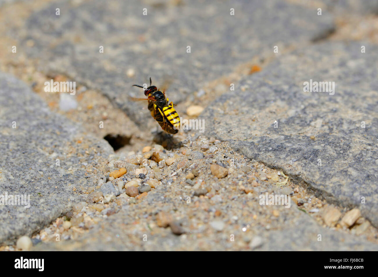 Bee-killer wasp, Bee-killer (Philanthus triangulum, Philanthus apivorus), faisant la chasse aux bee en vol pour le trou de la nidification, de l'Allemagne, la Bavière Banque D'Images