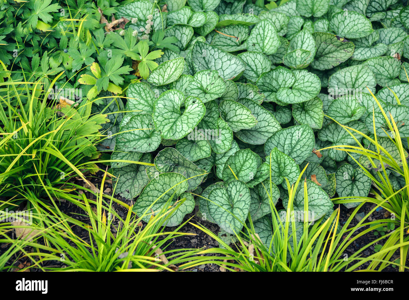 Heartleaf brunnera, Vipérine commune de Sibérie (Brunnera macrophylla 'Mr. Morse', Brunnera macrophylla M. Morse), les feuilles du cultivar M. Morse, Allemagne Banque D'Images