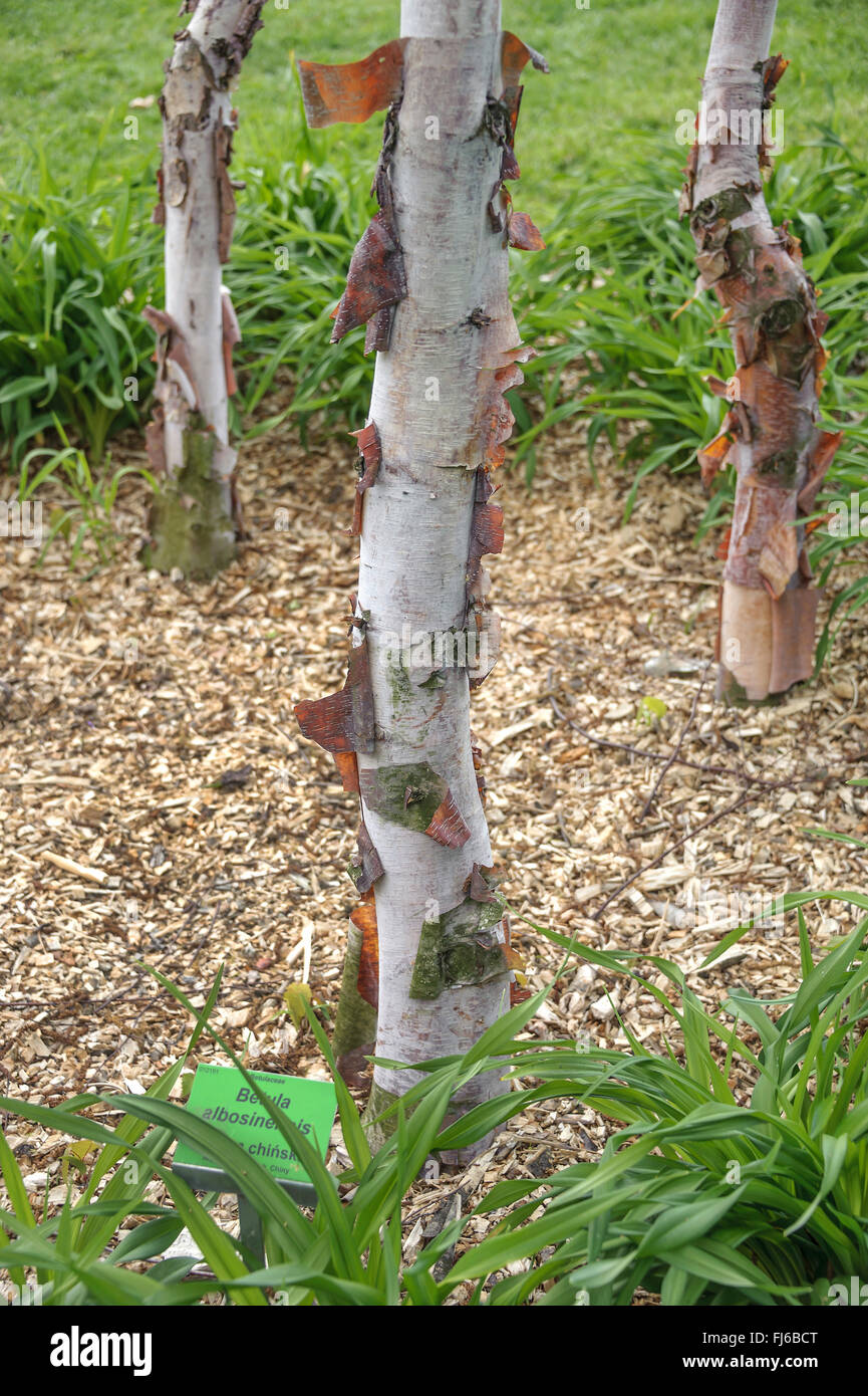 Rouge de Chine (Betula albosinensis Betula albosinensis, var. albosinensis), trois jeunes troncs avec écorce, Irlande Banque D'Images