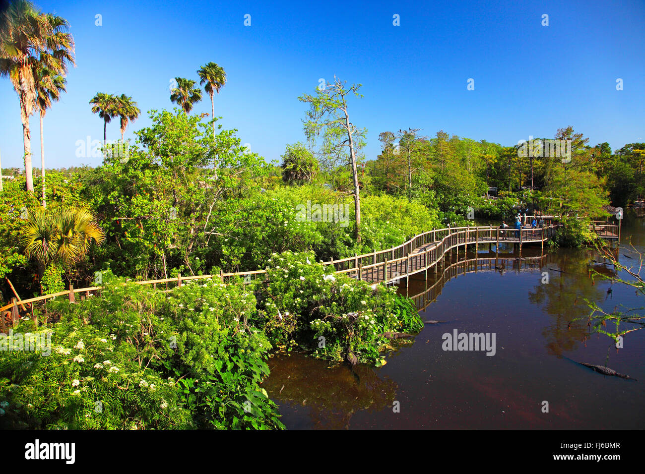 Aigrette neigeuse (Egretta thula), aigrette neigeuse colony à Gatorland, USA, Floride Banque D'Images