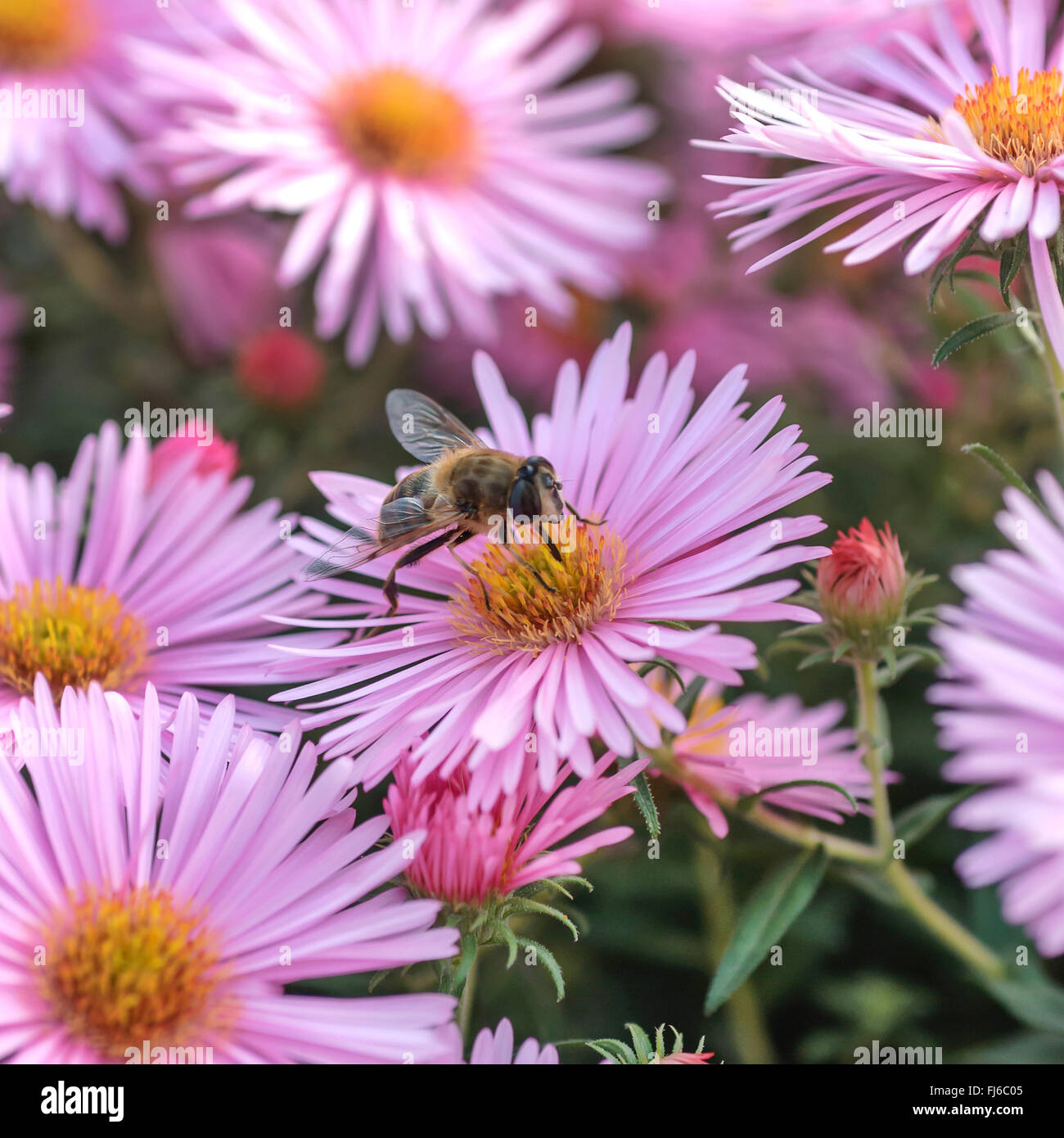 New England Aster (Aster novae-angliae 'Abendsonne', Aster novae-angliae Abendsonne), abeille sur Aster, le cultivar, l'Allemagne, la Saxe Abendsonne Banque D'Images