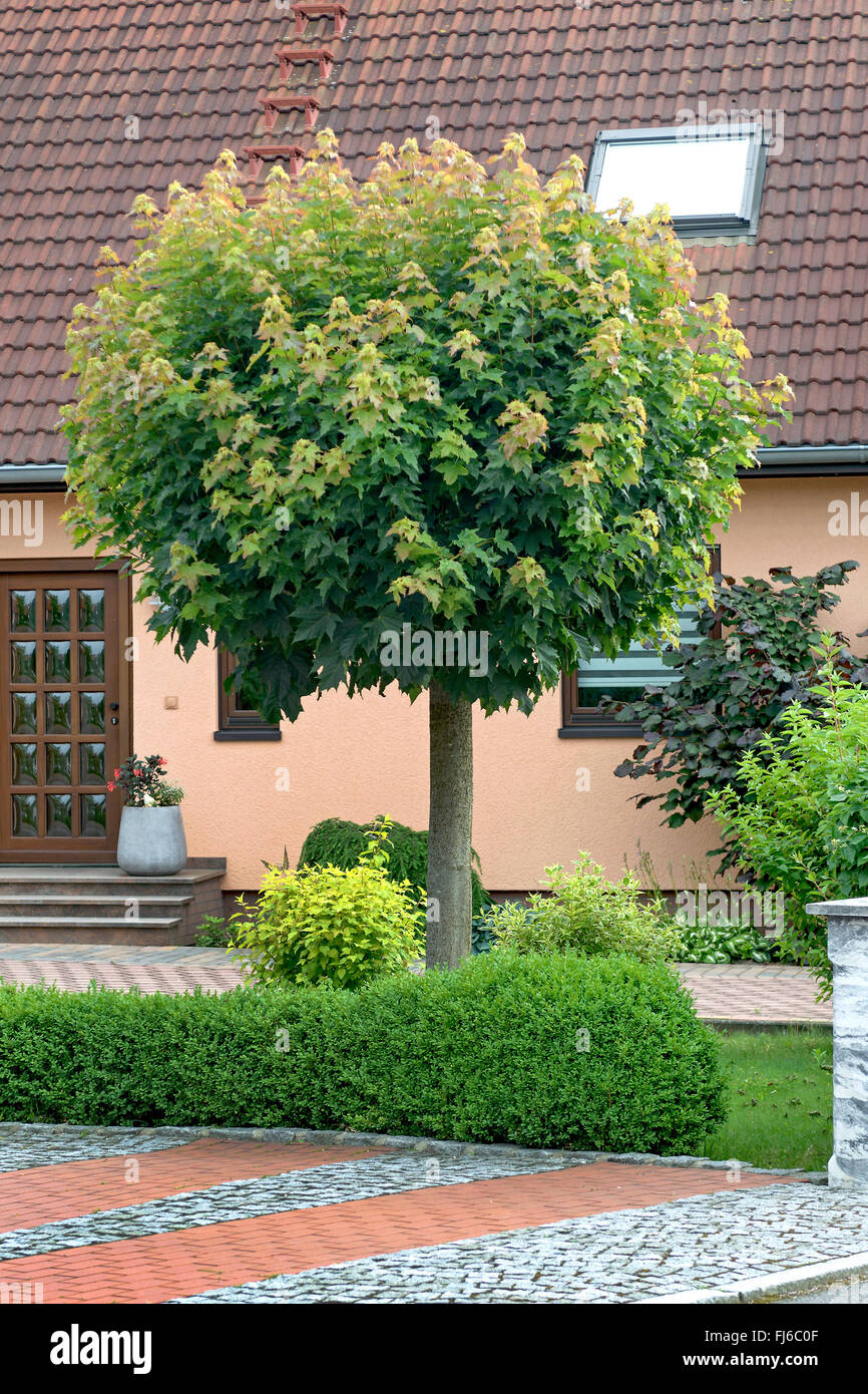 Érable de Norvège (Acer platanoides 'Globosum', Acer platanoides Globosum Globosum cultivar), dans une rue, l'Allemagne, la Saxe, Dresde Banque D'Images