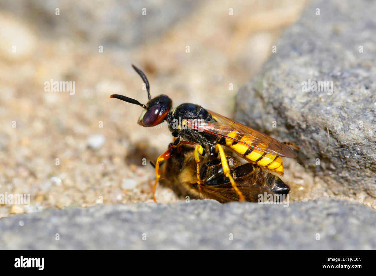 Bee-killer wasp, Bee-killer (Philanthus triangulum, Philanthus apivorus), transportant la chasse aux abeille , Allemagne, Bavière Banque D'Images