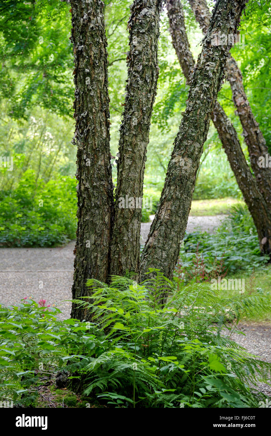 River, bouleau (Betula nigra bouleau noir), le tronc, Pays-Bas Banque D'Images