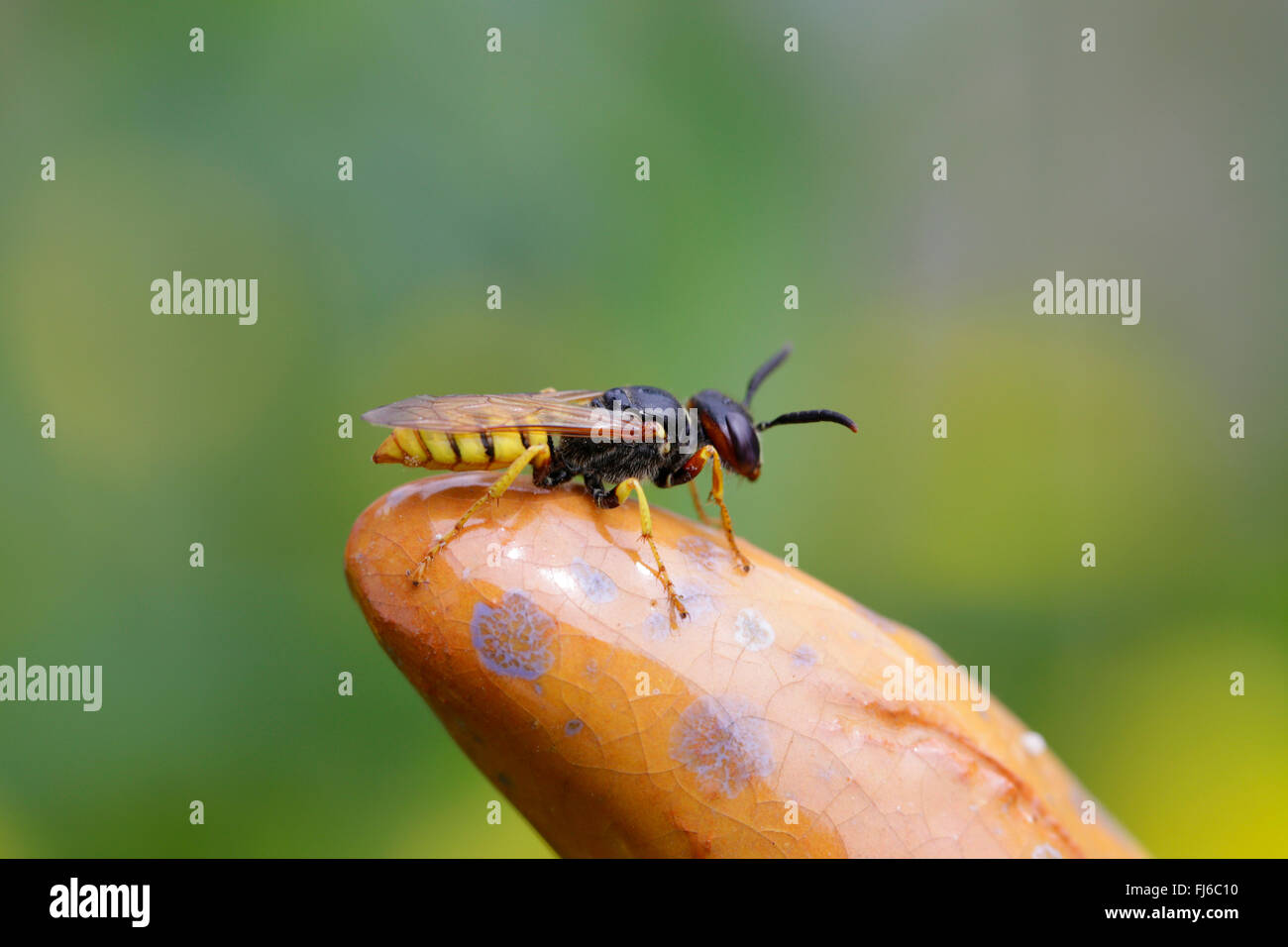 Bee-killer wasp, Bee-killer (Philanthus triangulum, Philanthus apivorus), vue de côté, l'Allemagne, la Bavière Banque D'Images