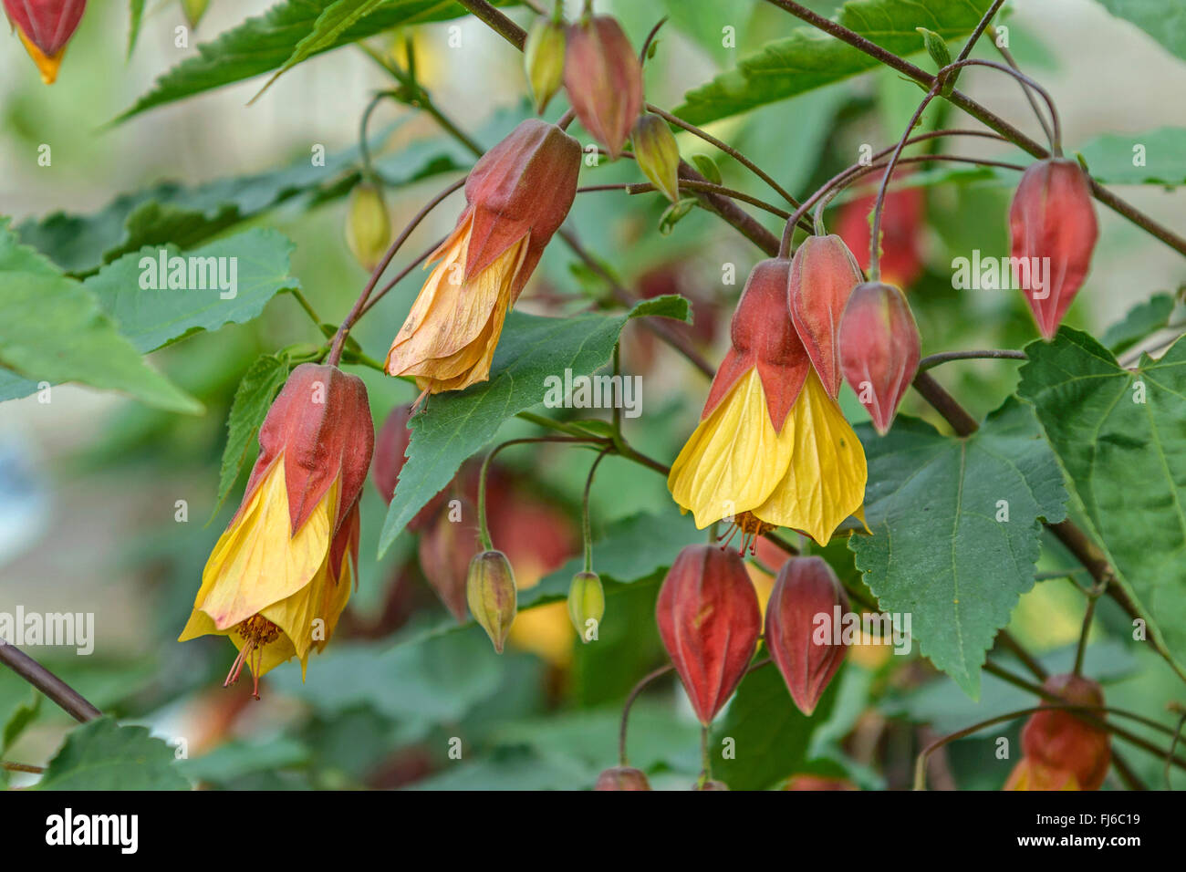 Abutilon (Abutilon megapotamicum arrière), fleurs, Royaume-Uni, Angleterre Banque D'Images