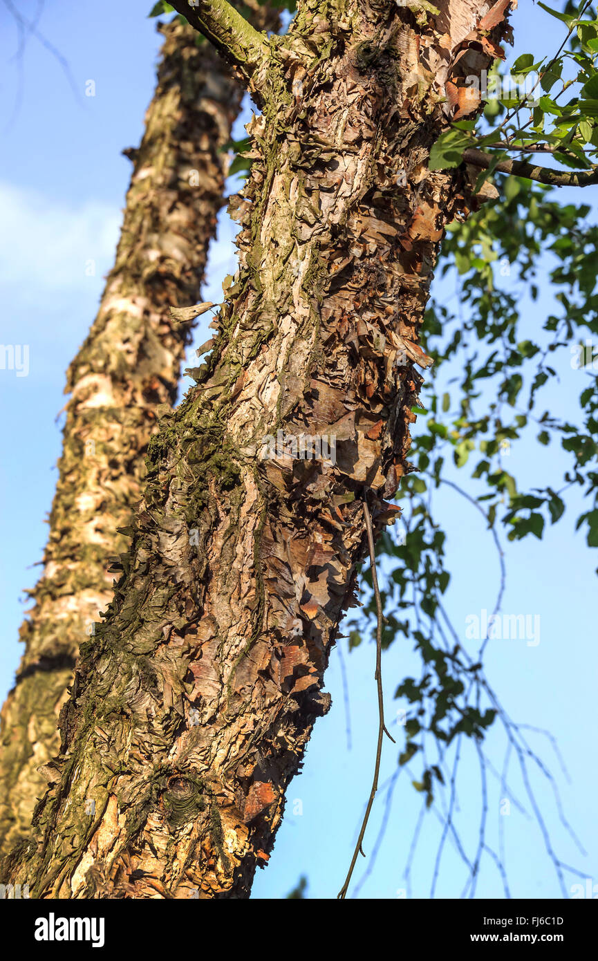 River, bouleau (Betula nigra bouleau noir), le tronc, Allemagne Banque D'Images