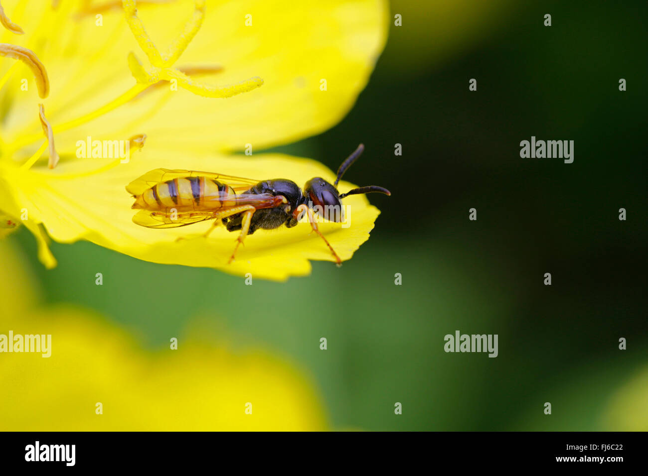 Bee-killer wasp, Bee-killer (Philanthus triangulum, Philanthus apivorus), qui rôdent sur une fleur jaune, l'Allemagne, la Bavière Banque D'Images