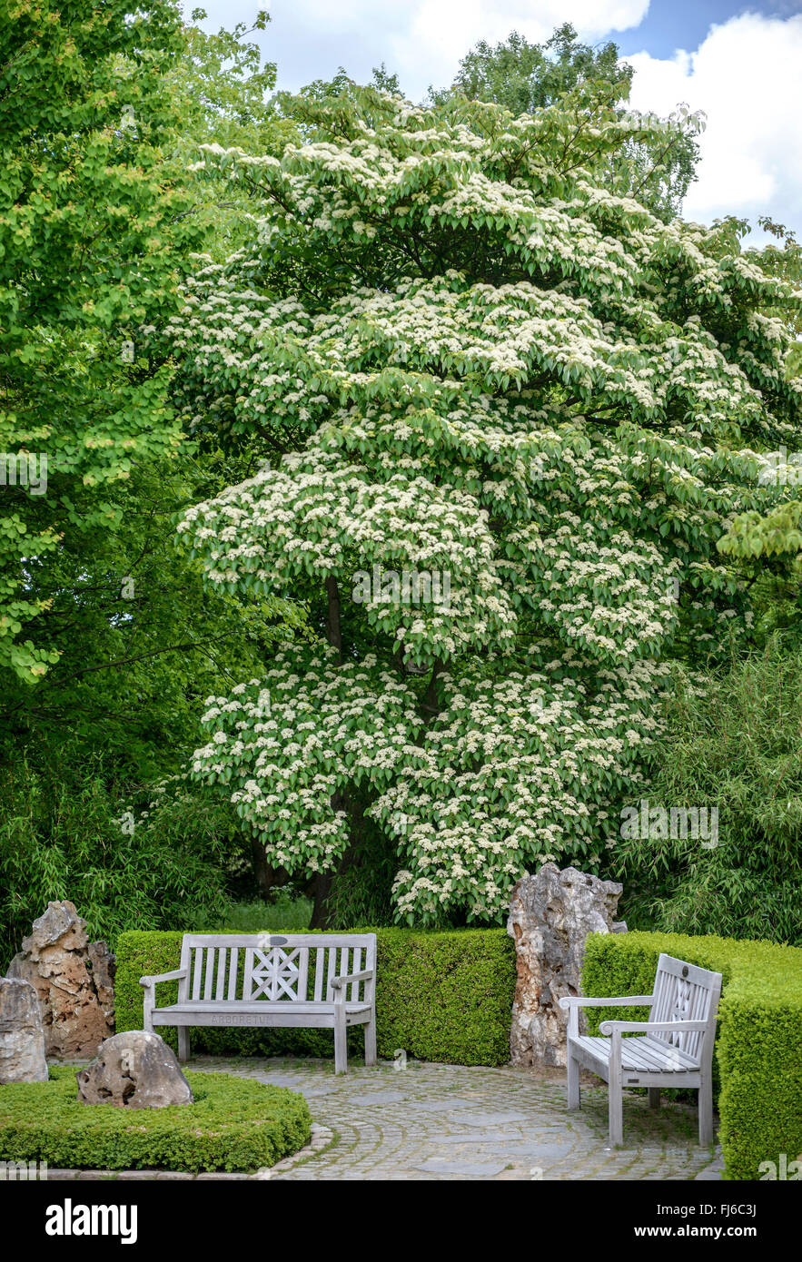 Feuilles de rechange (Cornus alternifolia), l'Allemagne, d'arbres en fleurs Banque D'Images