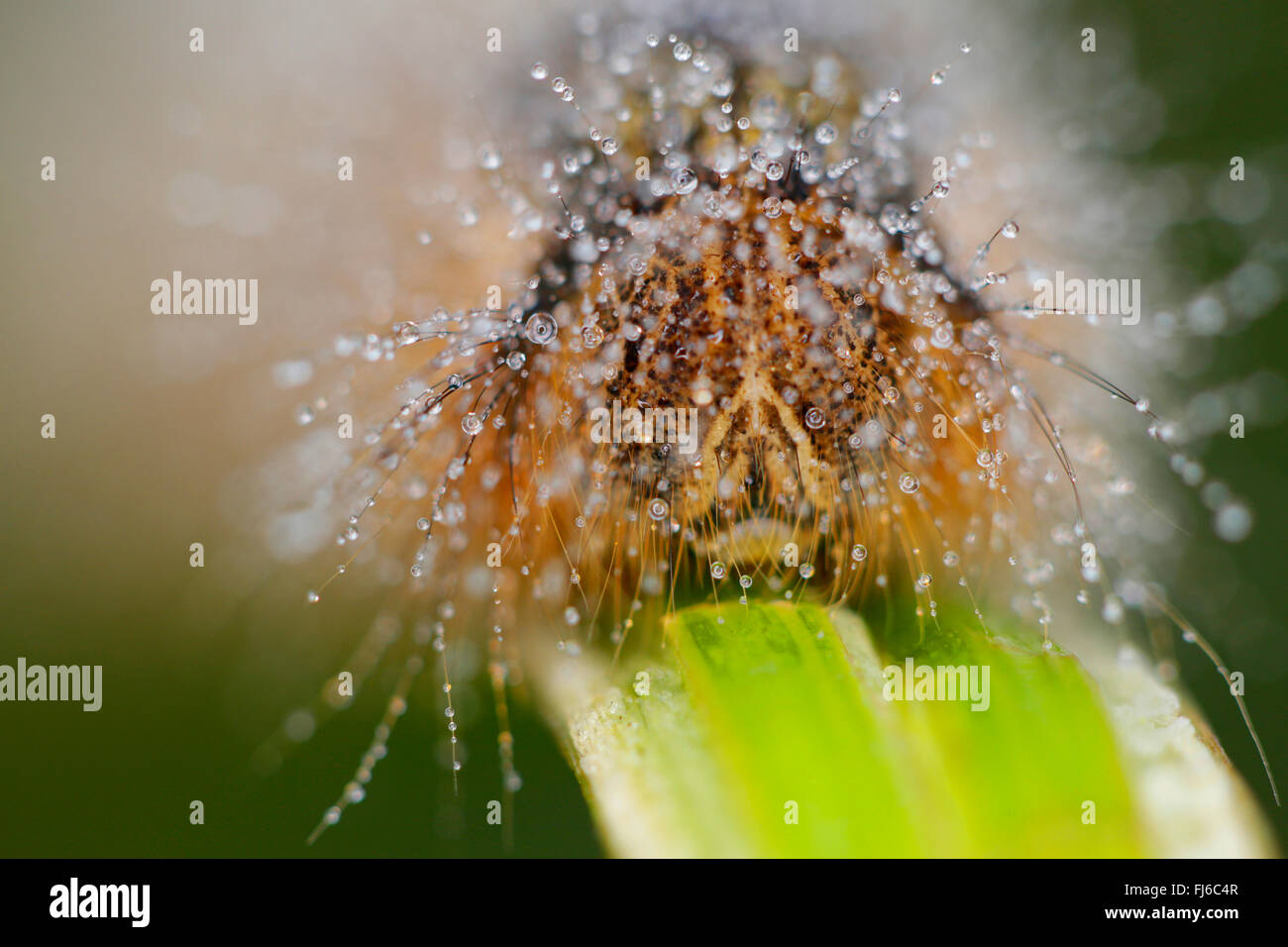 Le Buveur (Philudoria Euthrix potatoria, potatoria), Caterpillar adultes dans la rosée du matin, portrait, Germany Banque D'Images