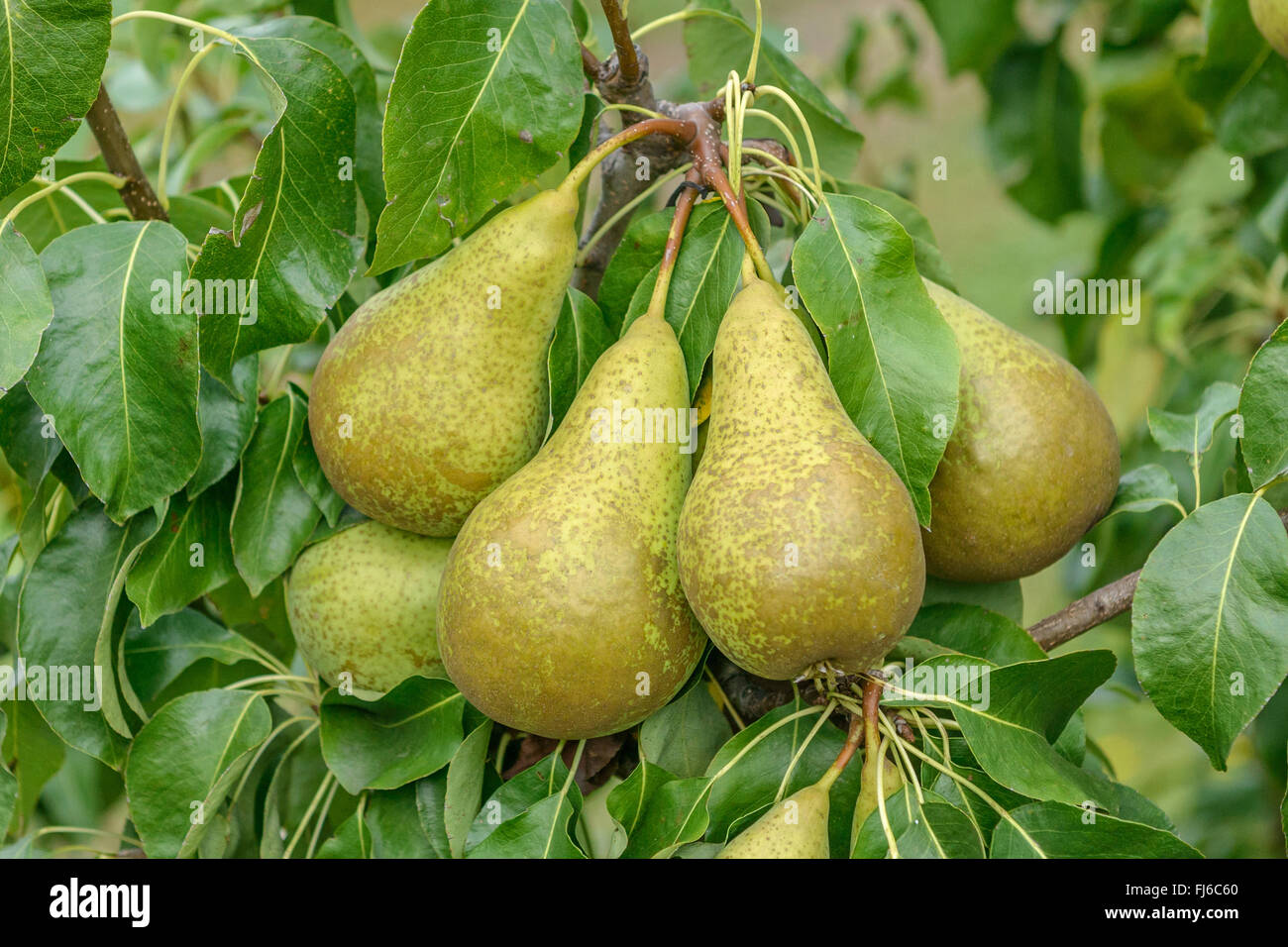 Poirier commun (Pyrus communis 'conférence', Pyrus communis Conference), les poires sur un arbre, le cultivar Conférence, Allemagne Banque D'Images