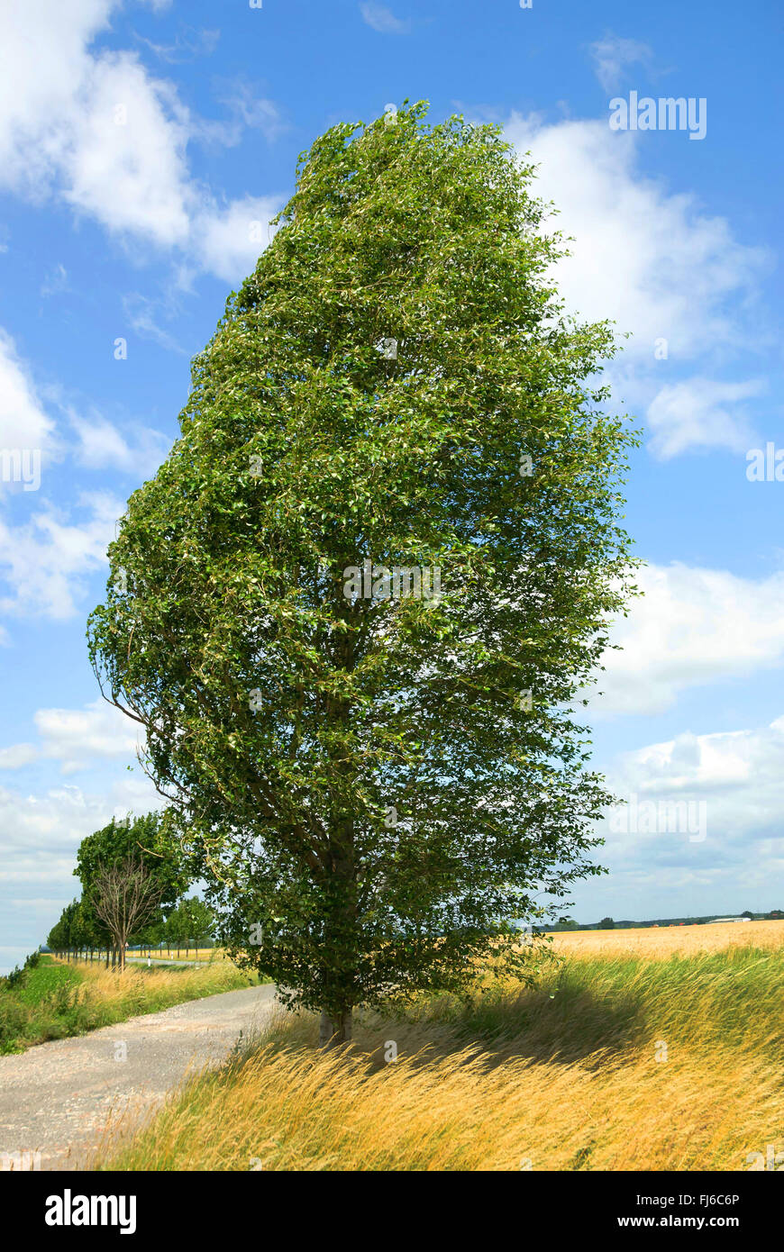 Colonnes de peuplier (Populus simonii 'Fastigiata', Populus simonii fastigiata), seul arbre, Allemagne Banque D'Images