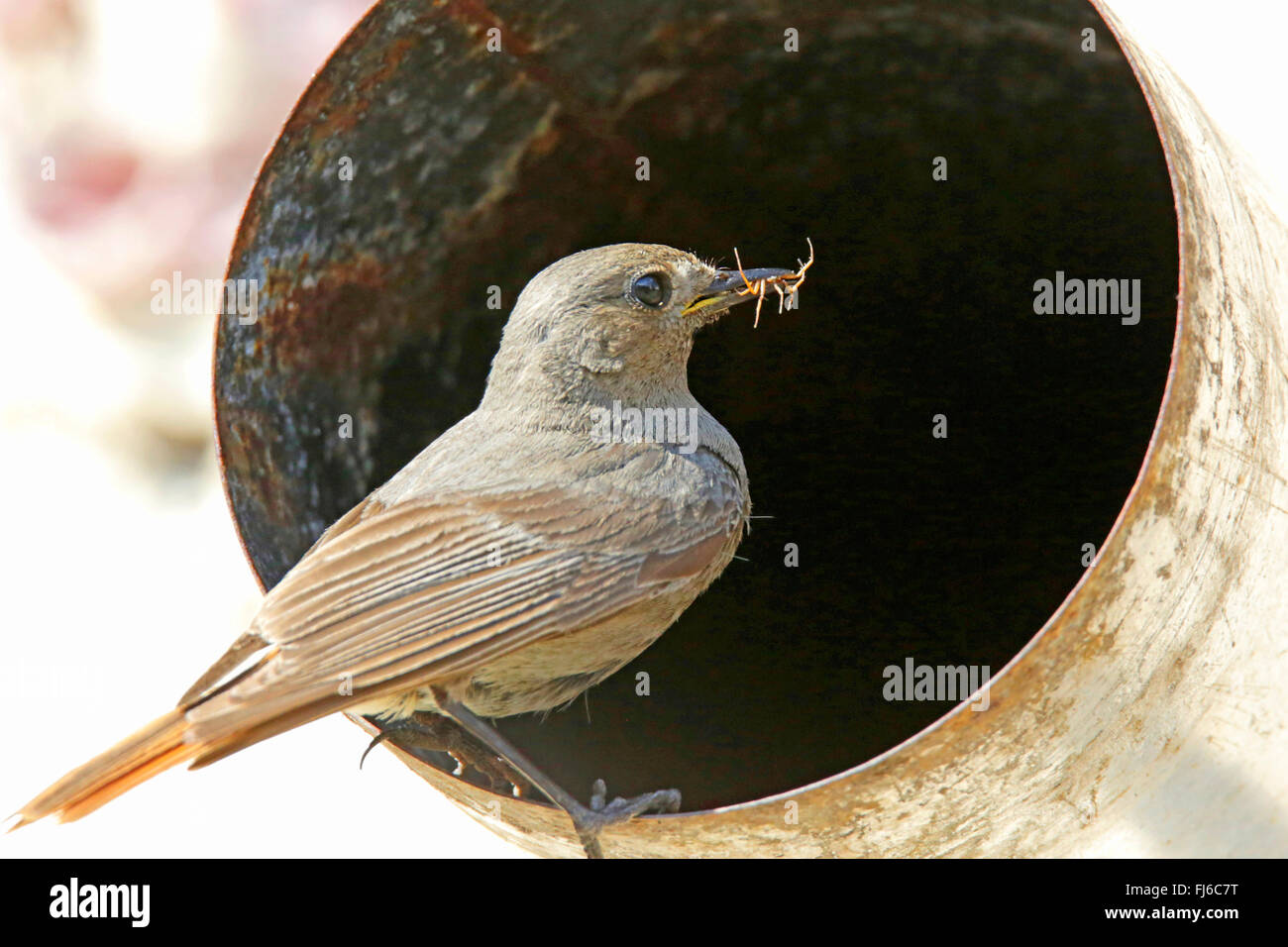 Rougequeue noir (Phoenicurus ochruros), Femme avec proie dans le bec au nid dans un tuyau de poêle, Allemagne, Bavière, Niederbayern, Basse-Bavière Banque D'Images