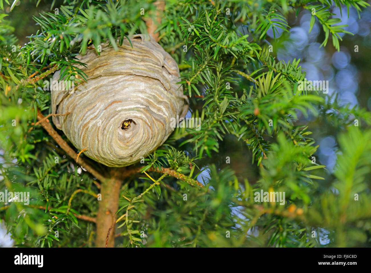 Guêpe Dolichovespula médian (médias), suspendu nid dans un if, Allemagne, Bavière, Niederbayern, Basse-Bavière Banque D'Images