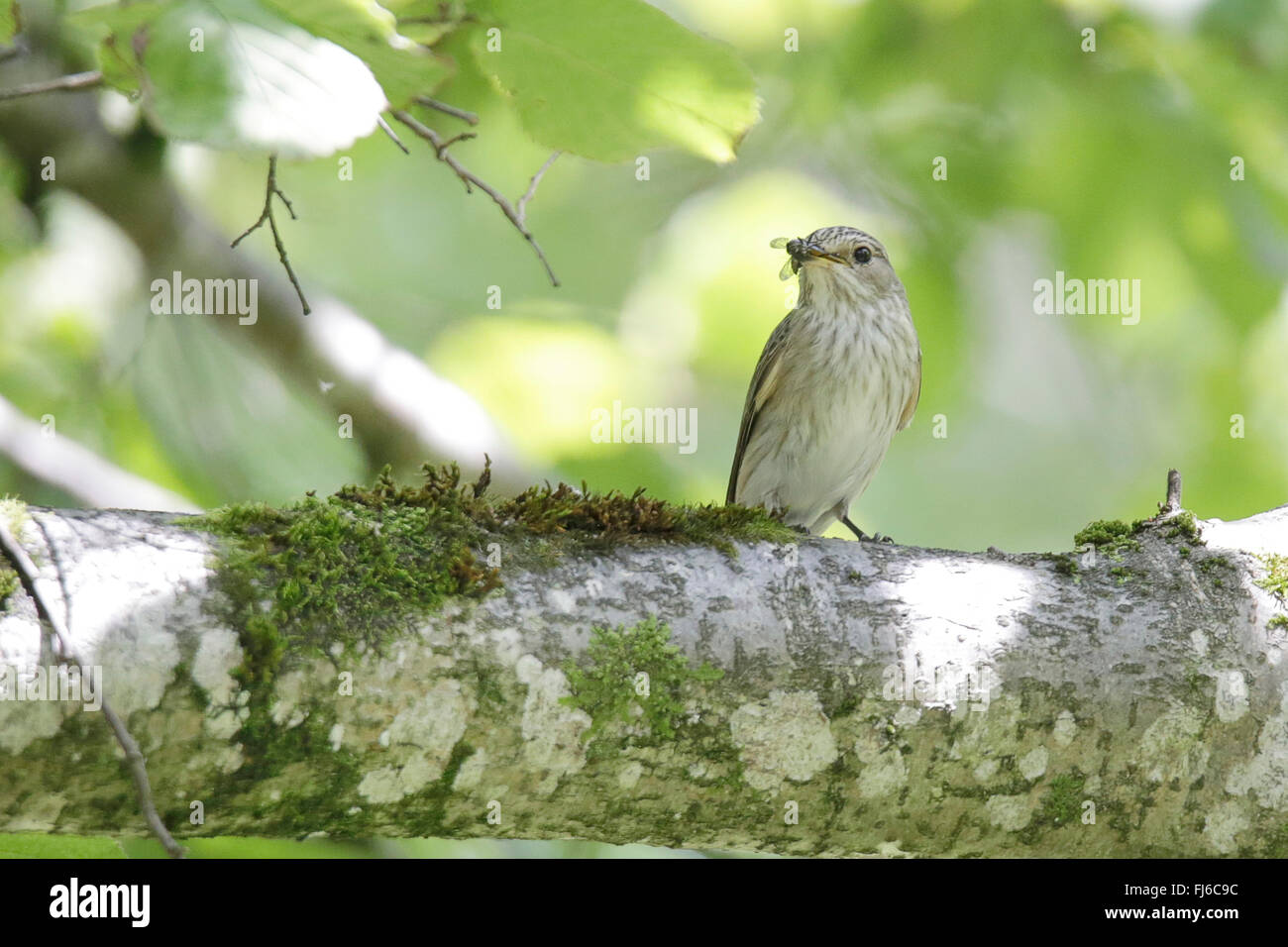 Spotted flycatcher (Muscicapa striata), des profils avec les insectes dans le bec, en Allemagne, en Bavière, Oberbayern, Haute-Bavière Banque D'Images
