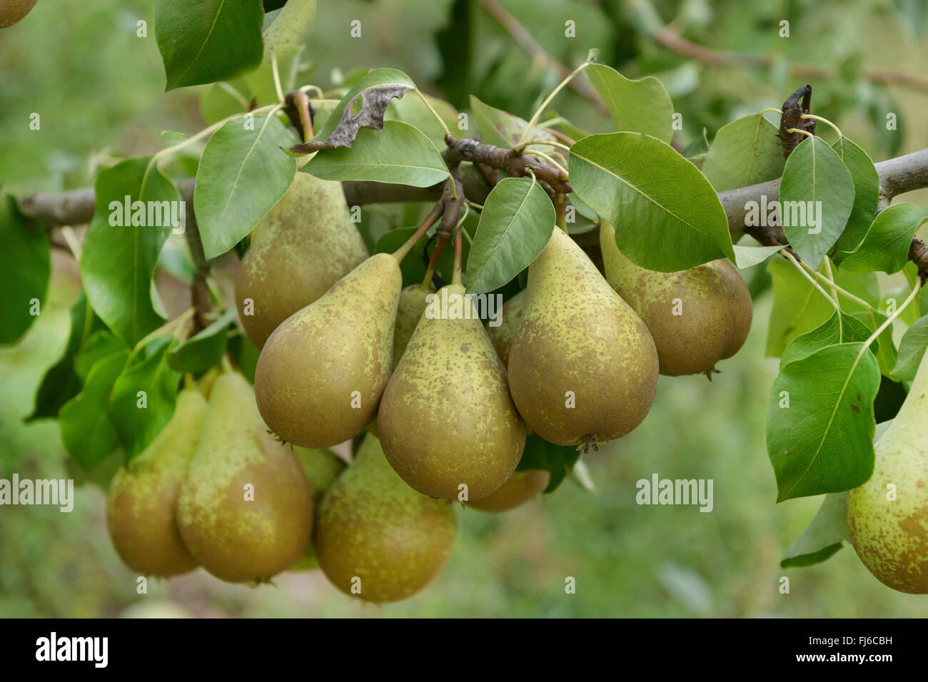 Poirier commun (Pyrus communis 'conférence', Pyrus communis Conference), les poires sur un arbre, le cultivar Conférence, Allemagne Banque D'Images