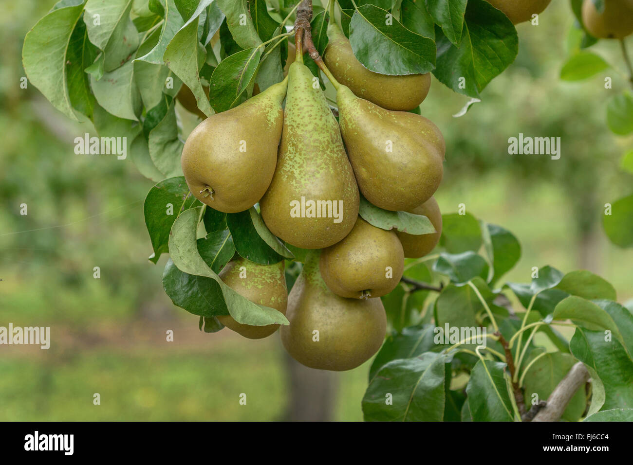 Poirier commun (Pyrus communis 'conférence', Pyrus communis Conference), les poires sur un arbre, le cultivar Conférence, Allemagne Banque D'Images