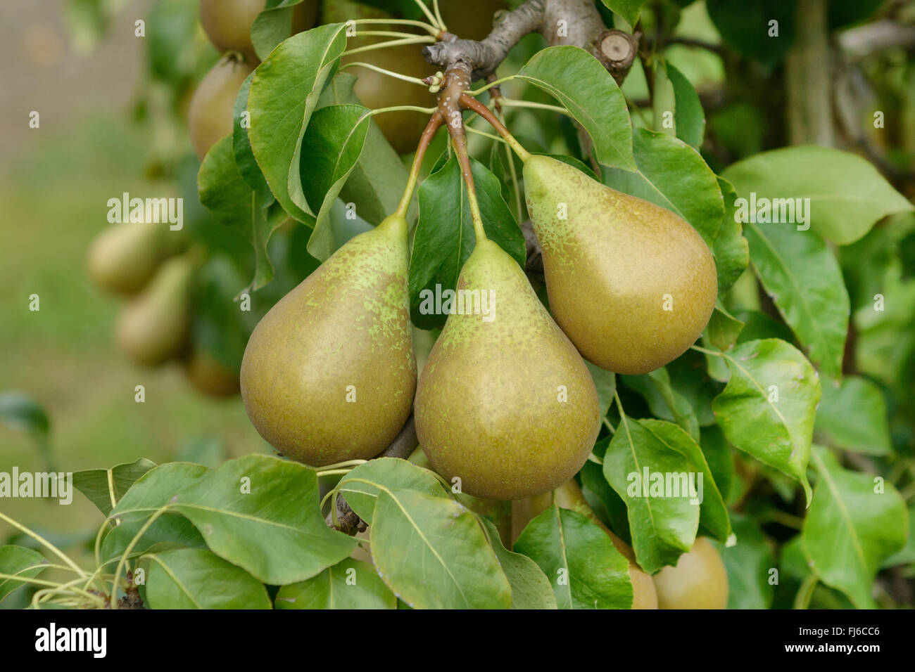 Poirier commun (Pyrus communis 'conférence', Pyrus communis Conference), les poires sur un arbre, le cultivar Conférence, Allemagne Banque D'Images