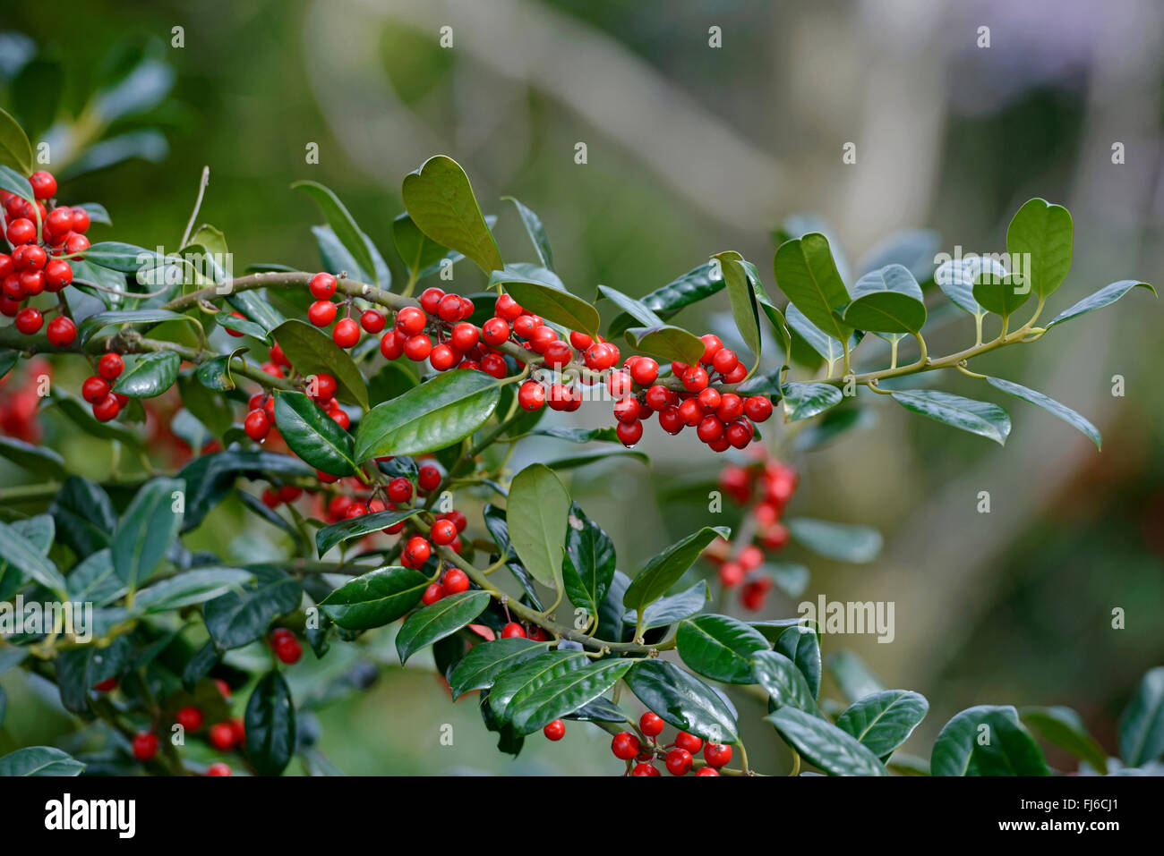 Houx commun, de houx (Ilex aquifolium 'JC van Tol', Ilex aquifolium JC van Tol), de la direction générale avec des fruits, le cultivar JC van Tol Banque D'Images