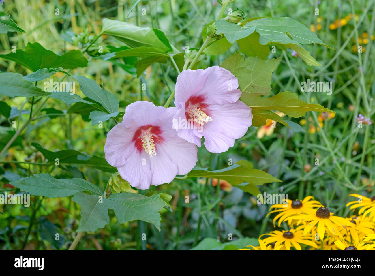 Althaea arbustif, rose-of-Sharon (Hibiscus syriacus 'Resi', Hibiscus syriacus Resi), le cultivar Resi, Allemagne, Saxe Banque D'Images