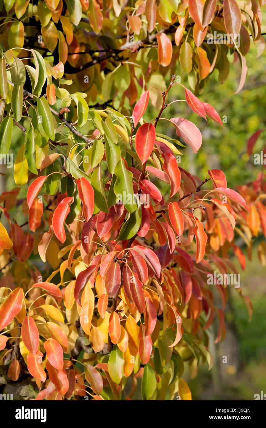 Poirier commun (Pyrus communis 'Olivier de Serres", Pyrus communis Olivier de Serres), les feuilles d'automne du cultivar Olivier de Serres, l'Allemagne, la Saxe Banque D'Images