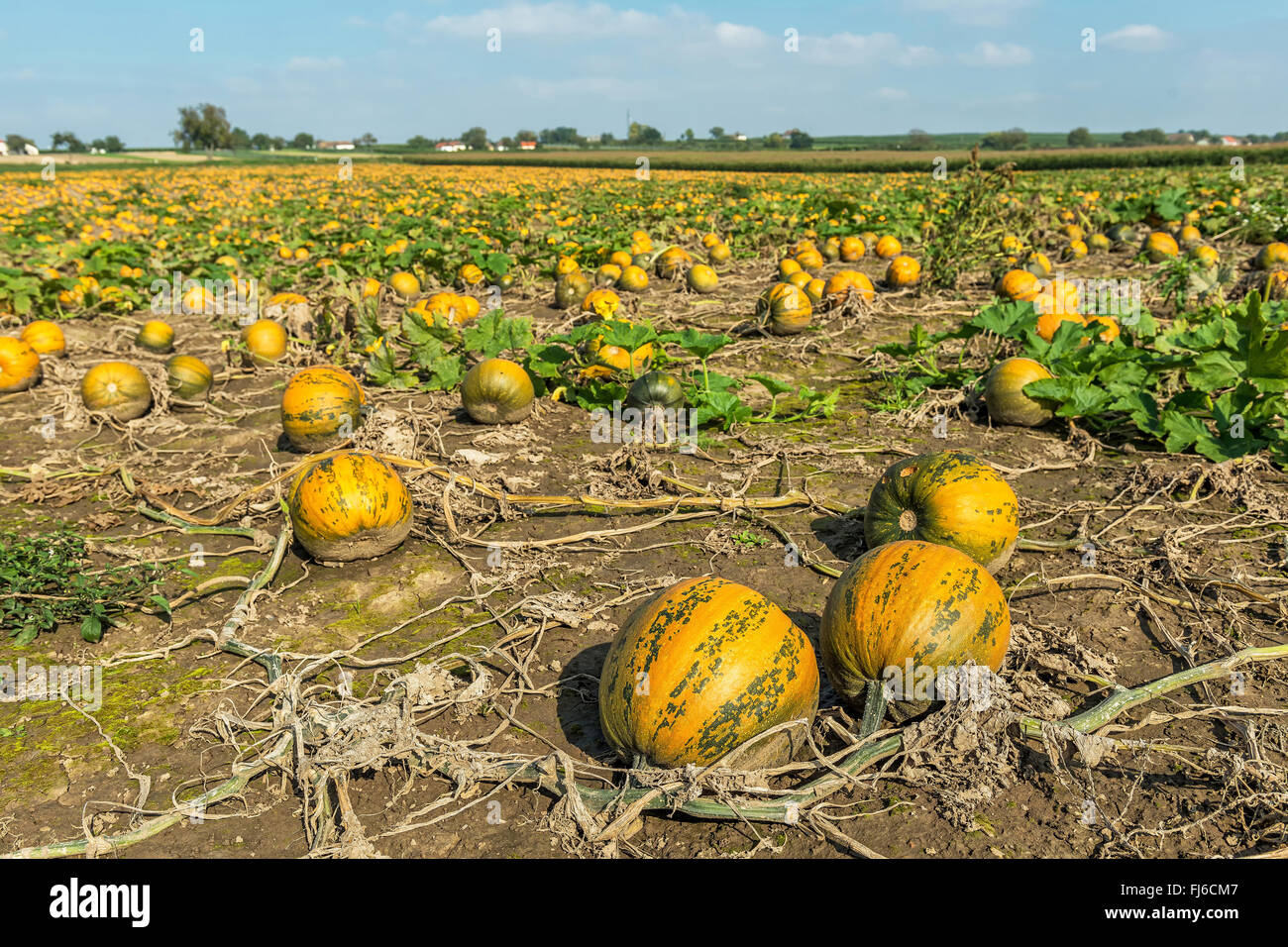 Moelle osseuse, domaine de la citrouille (Cucurbita pepo), champ de citrouilles, Autriche, Weinviertel Weinviertel Banque D'Images