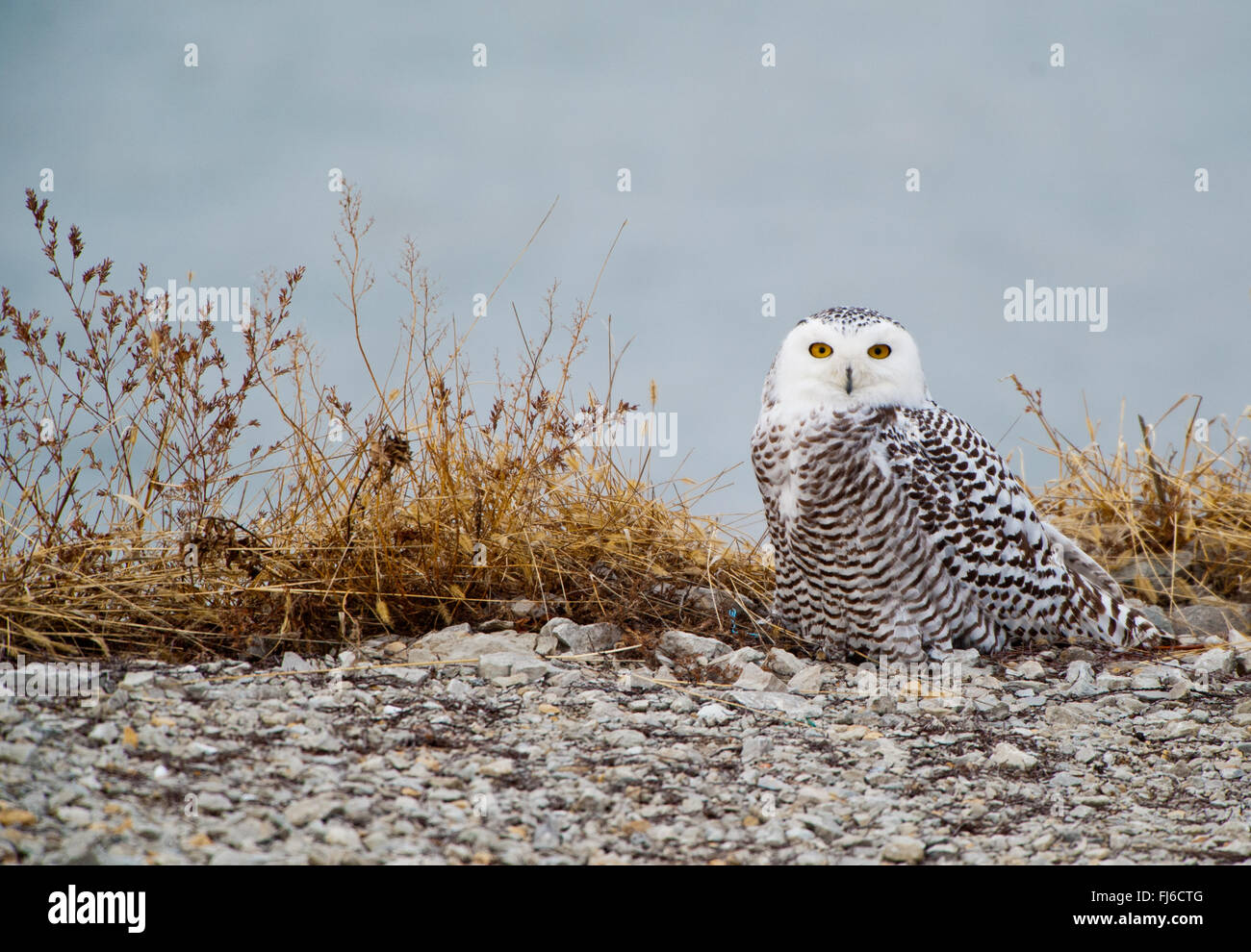 Snowy Owl visité smithville lake, Missouri Banque D'Images