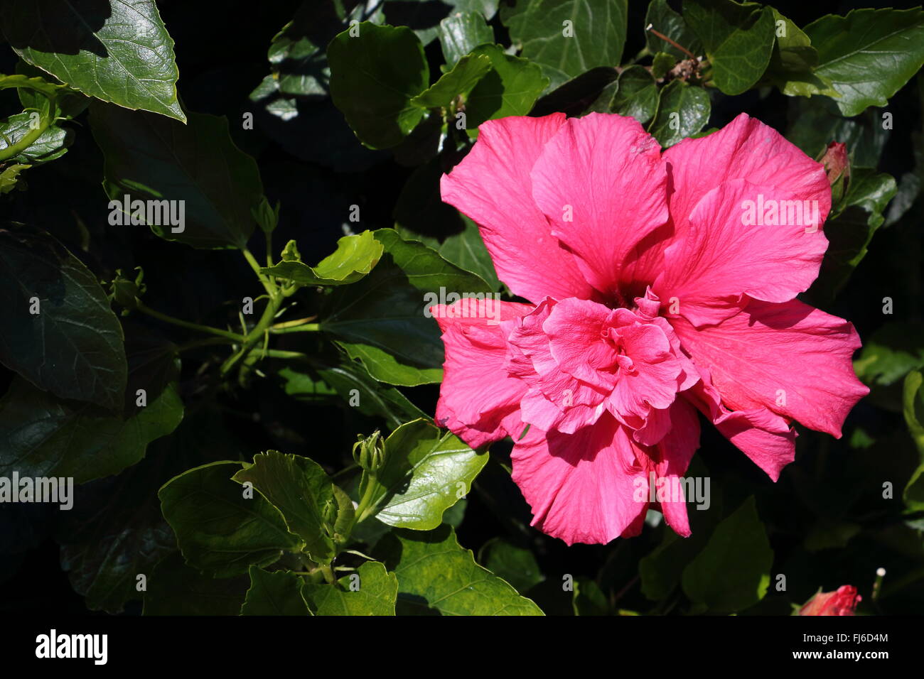 Ici l'Hibiscus fleurs poussent grand, comme mon palm, et ils fleurissent dans beaucoup de différentes couleurs. Cette rose est un de mes préférés. Banque D'Images