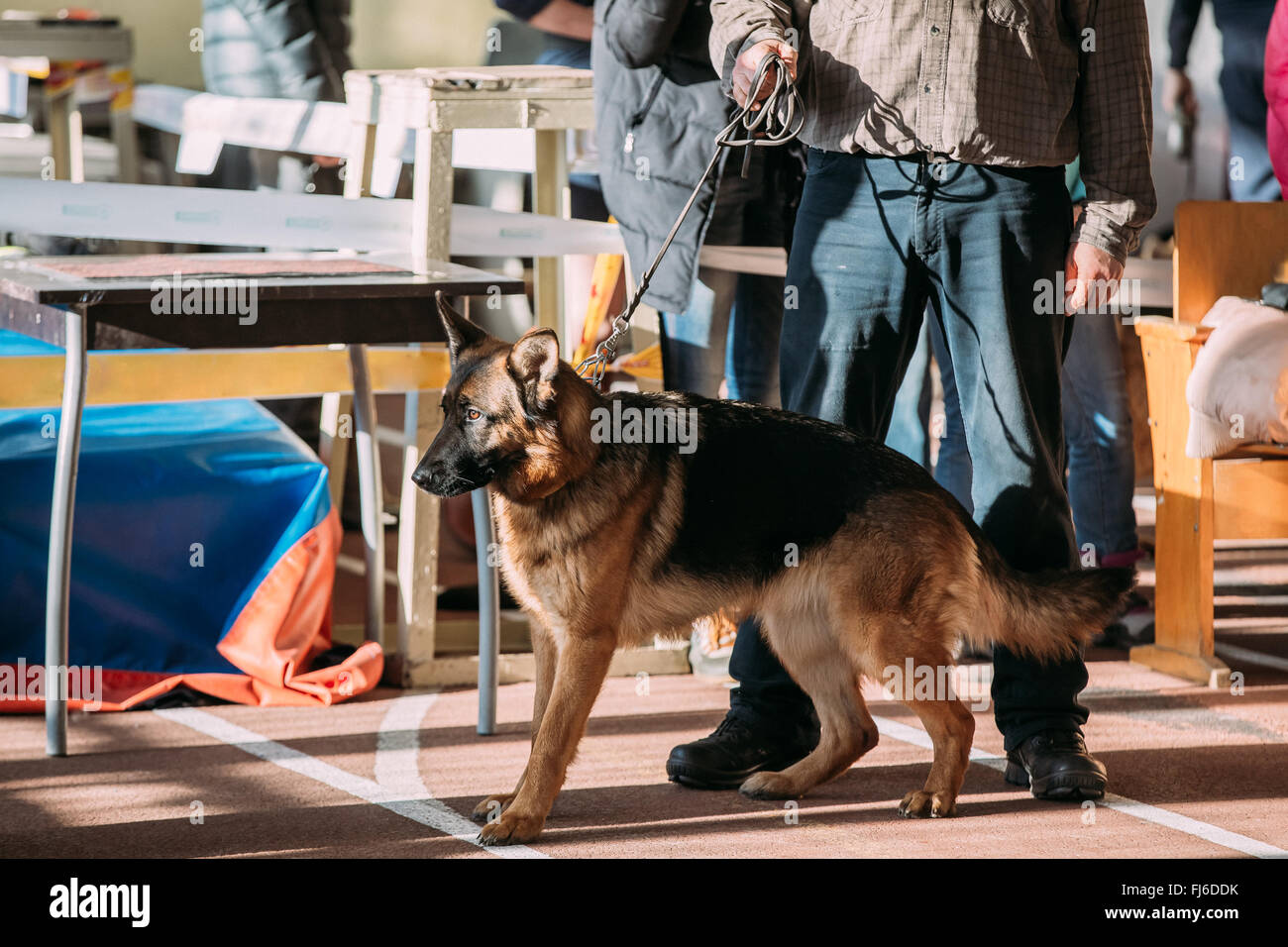 Homme et chien loup d'Alsace dans la région de dog show. Banque D'Images