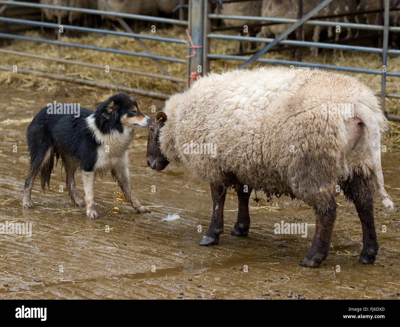 L'aboutage des moutons chien Banque D'Images