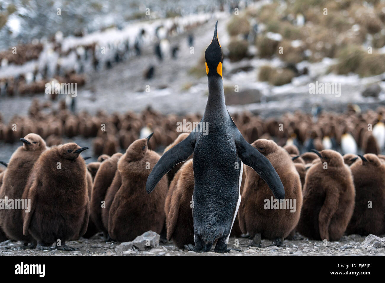 Manchot royal (Aptenodytes patagonicus) des profils avec des poussins Droit La Baie des Baleines, la Géorgie du Sud Banque D'Images
