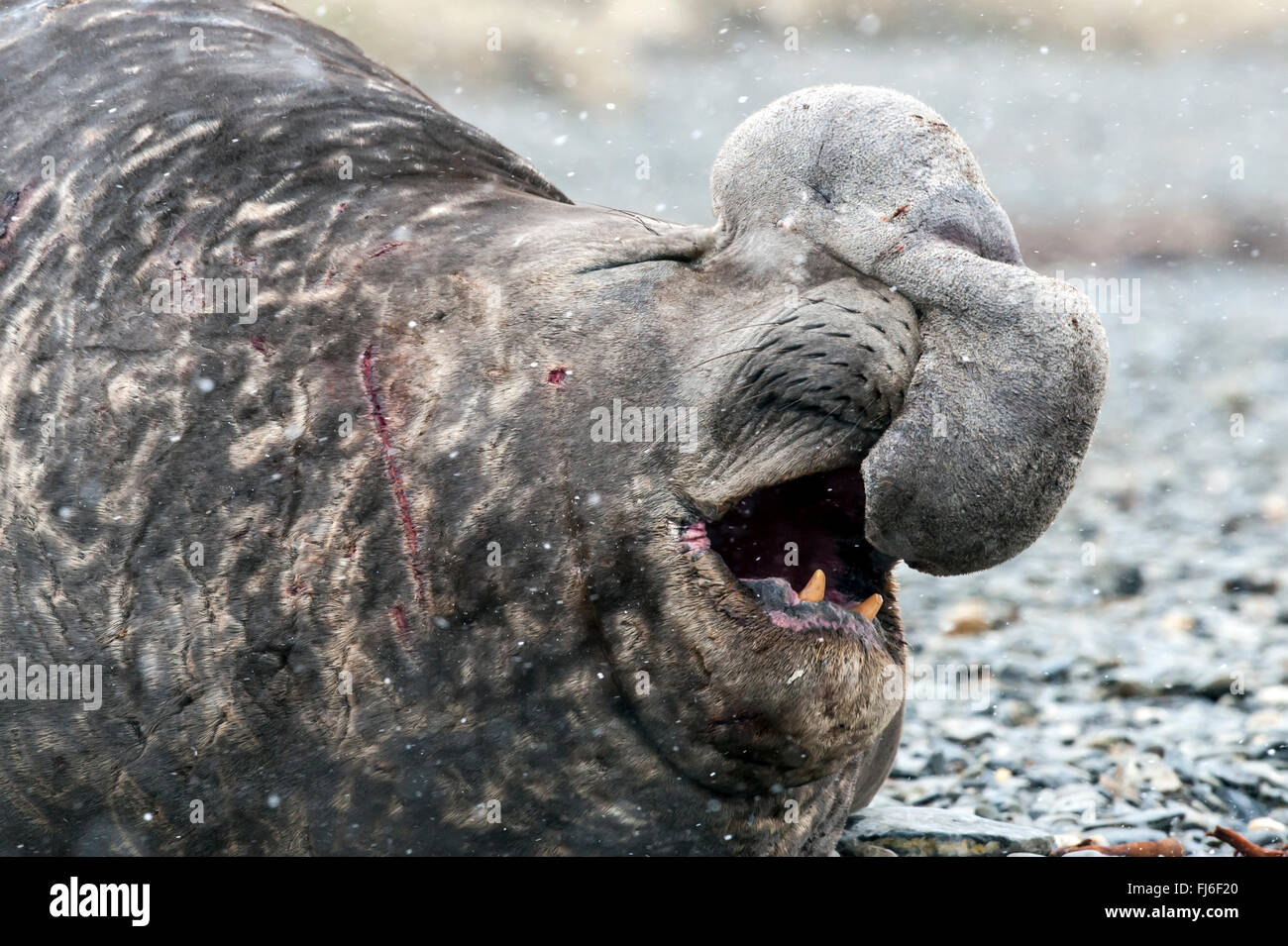 Éléphants de mer (Mirounga leonina) mâle adulte pleurer Gold Harbour, la Géorgie du Sud Banque D'Images