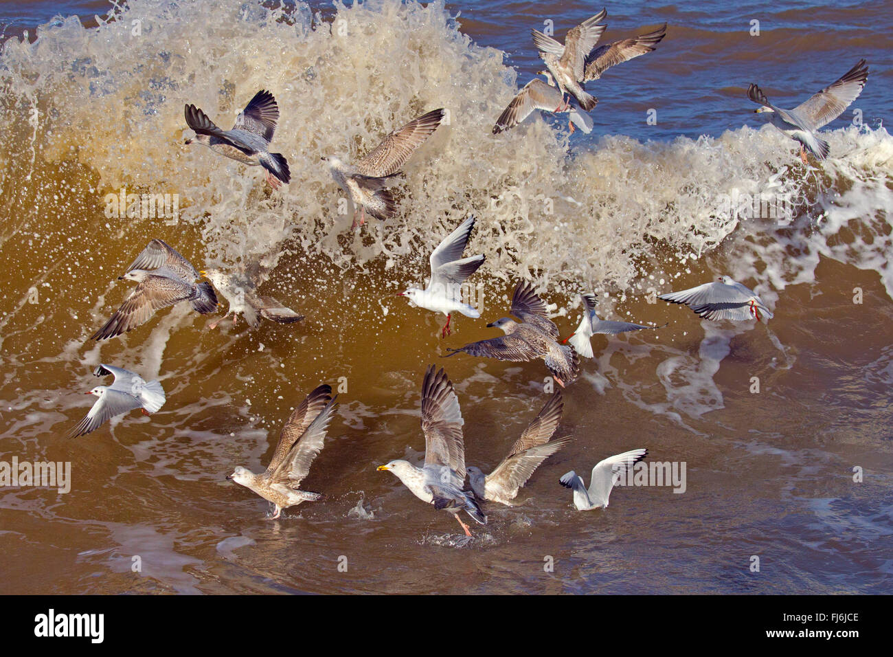 Goélands argentés Larus argentatus se nourrissant dans une mer agitée sur la côte de Norfolk Banque D'Images