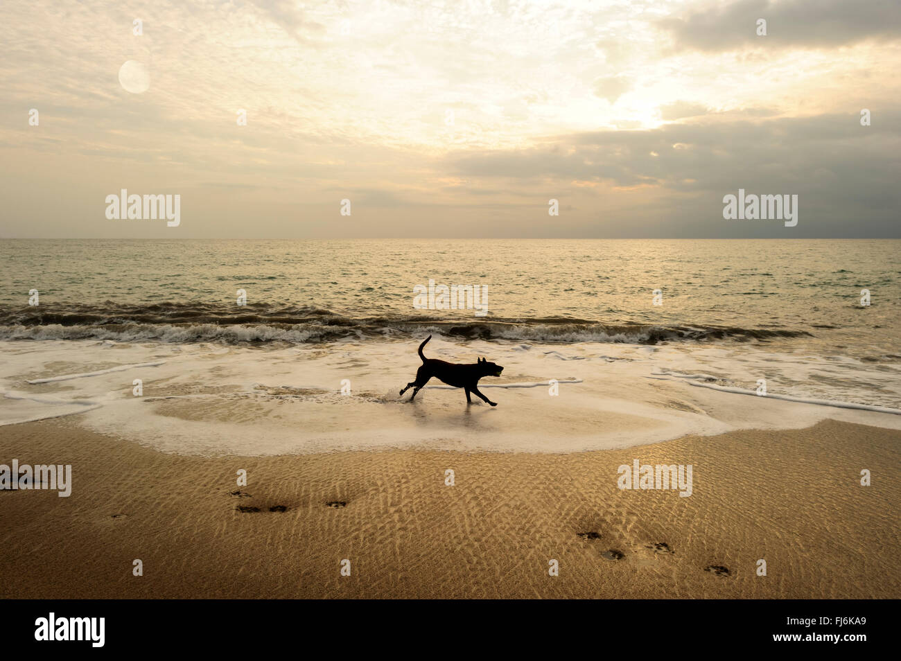 Dog Beach est un chien noir le long de la plage de sable avec un brillant ciel nuageux dans l'arrière-plan. Banque D'Images