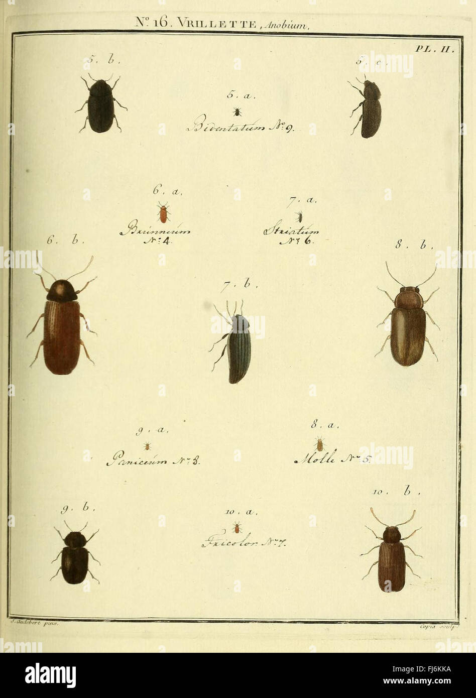 Entomologie, ou, Histoire naturelle des insectes (No. Vrillette 16 Pl. II) Banque D'Images